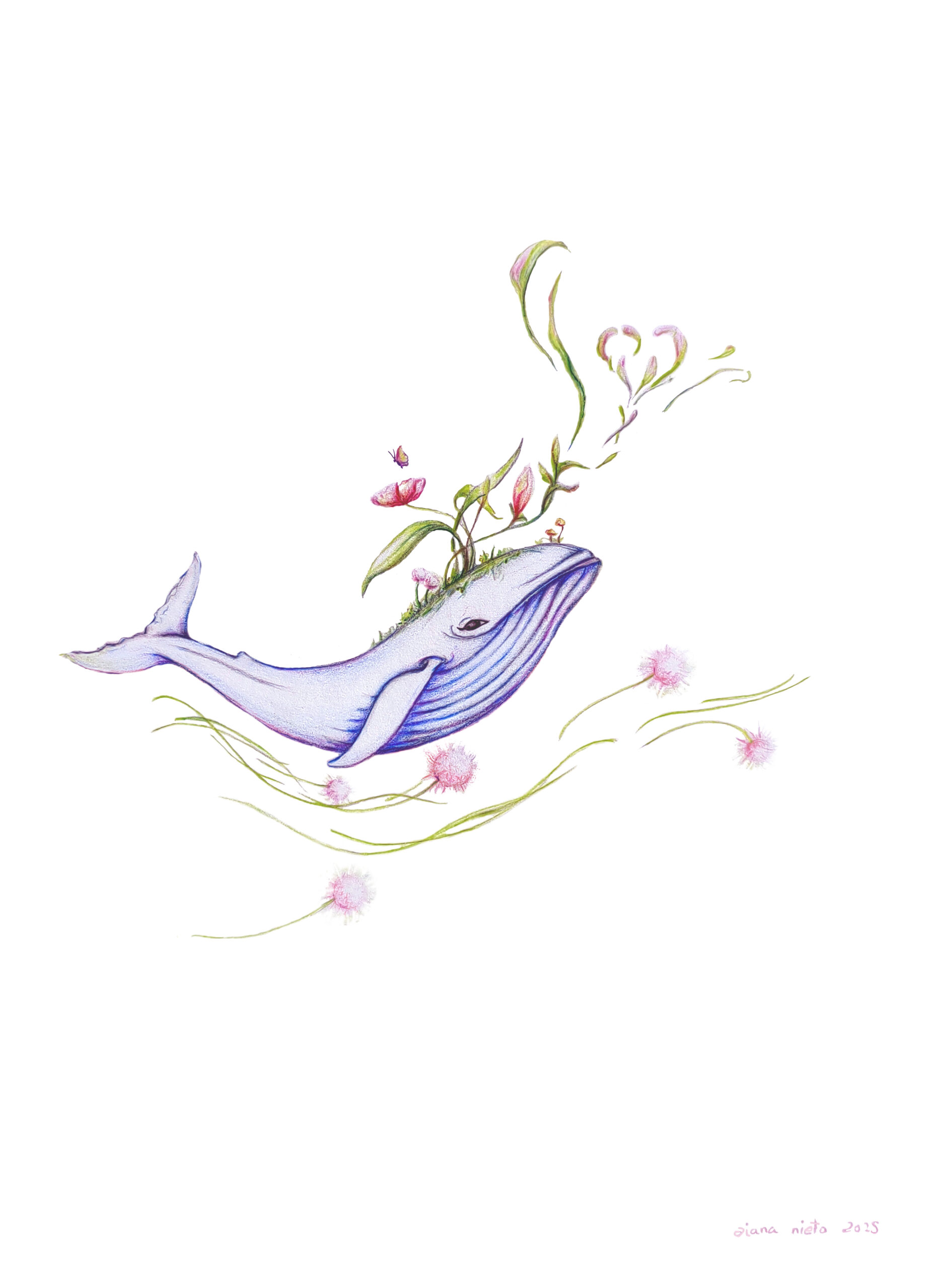 ILUSTRACIÓN Ballena en el aire
